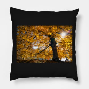 Golden sunshine in the fall in Central Park, New York Pillow