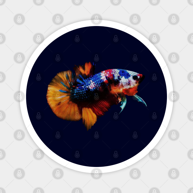 betta fish most expensive