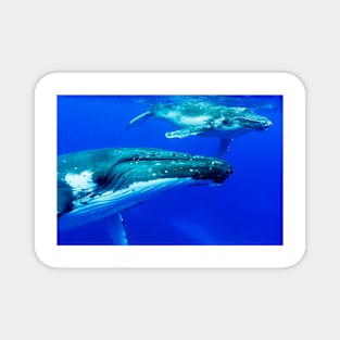 Humpback whale mother and calf (C035/6066) Magnet