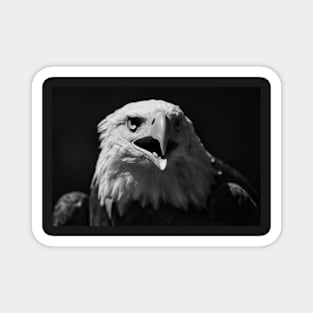 Bald Eagle Portrait 1 Magnet