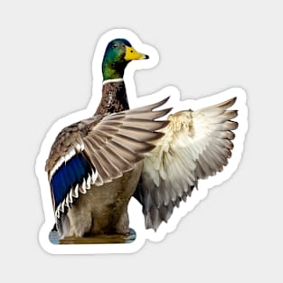 Duck Conductor Magnet