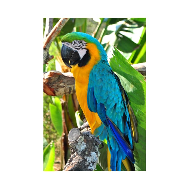 Macaw Parrot Yellow And Blue Bird by AndyEvansPhotos