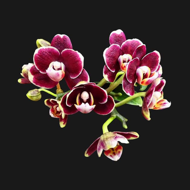 Phalaenopsis Lioulin Sparrow by SusanSavad