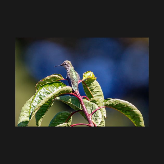 Hummingbird perched on a tree by blossomcophoto