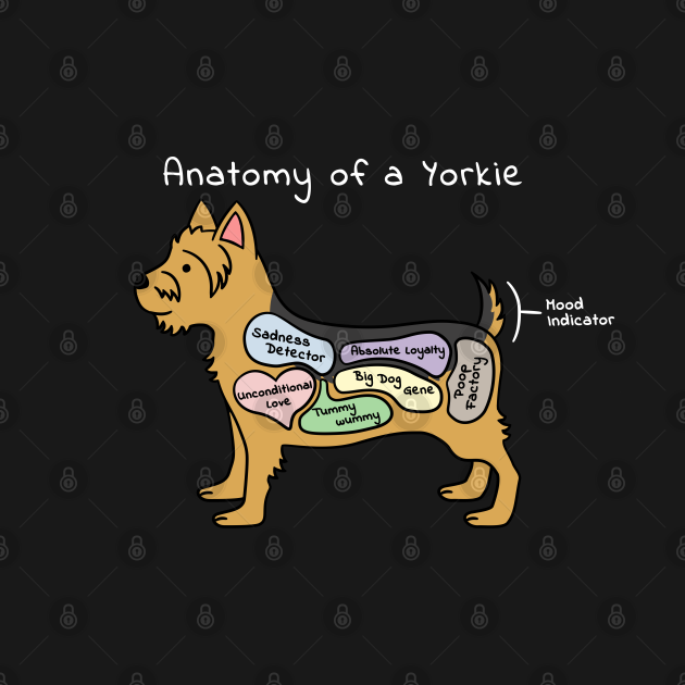 Anatomy Of A Yorkshire Terrier Yorkshire Terrier TShirt TeePublic