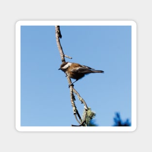 Chestnut-backed Chickadee Magnet