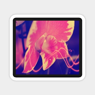 Pink Orchid Photo Magnet