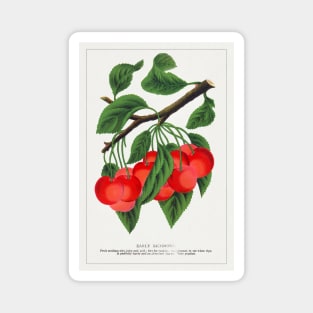 Early Richmond cherry Lithograph (1900) Magnet