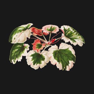 Variegated Strawberry Begonia - Saxifraga stolonifera - botanical illustration T-Shirt