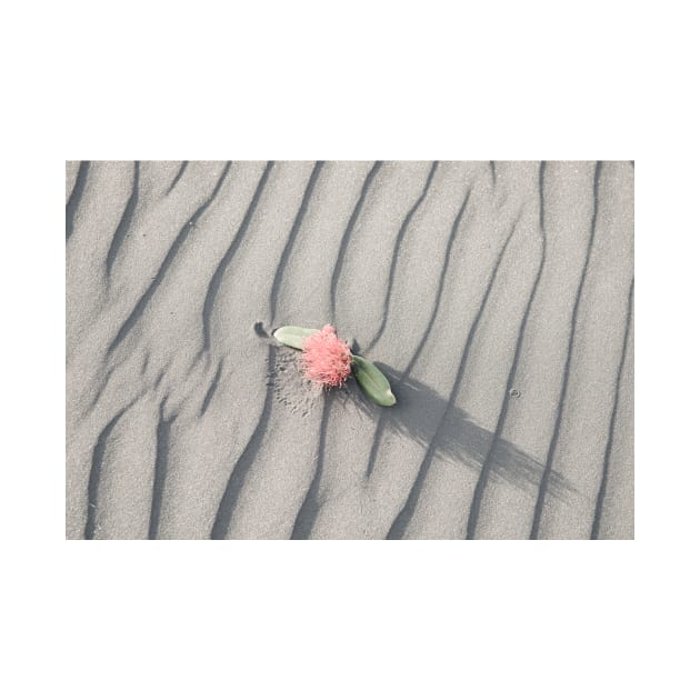 pohutukawa flower on grey wind rippled sand by brians101