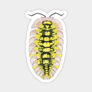 Pyrgoniscus luteus Isopod Magnet