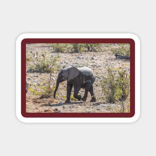 Namibia. Etosha National Park. Baby Elephant. Magnet