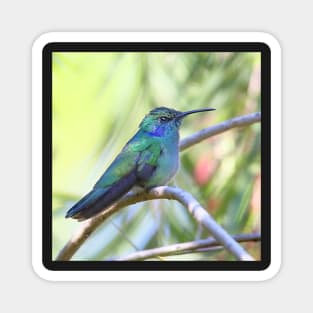 Green Violetear Hummingbird Magnet