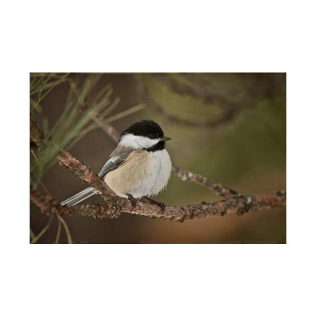 Black Capped Chickadee by jaydee1400