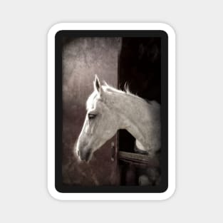 White Horse, portrait Magnet