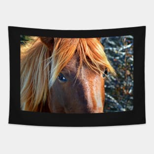 Assateague Pony Eyes Tapestry