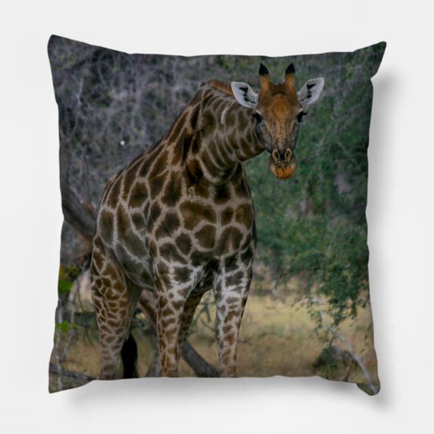 Giraffe  Staredown Pillow by KarenZukArt