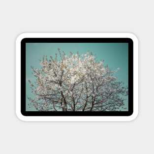 Snow Blossom Magnet