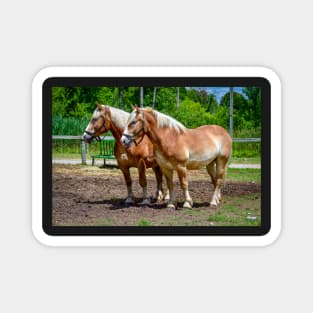 "Equine Duo" Magnet