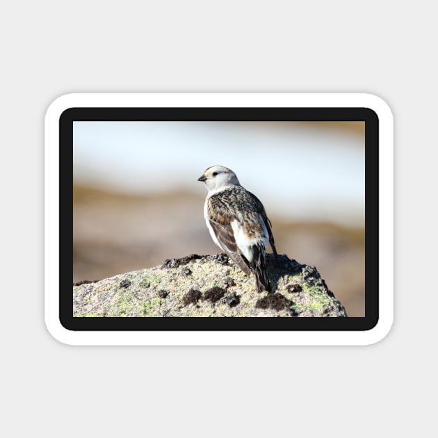 Snow bunting Magnet by orcadia