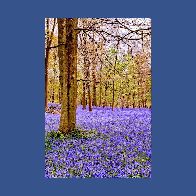 Bluebell Woods Greys Court England UK by AndyEvansPhotos