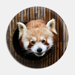 Little Panda / Swiss Artwork Photography Pin