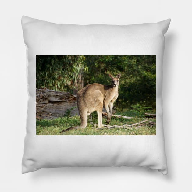 Kangaroo - by Avril Thomas Pillow by MagpieSprings