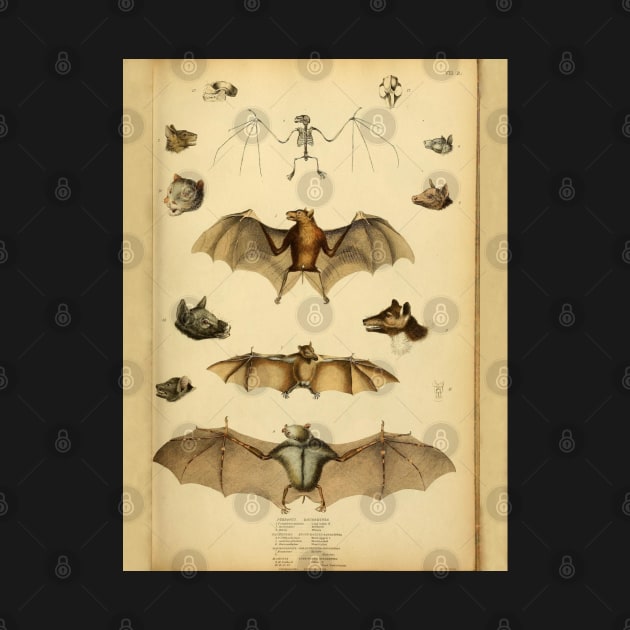 Bat 3 Rousette Vintage Wildlife Illustration by Caring is Cool