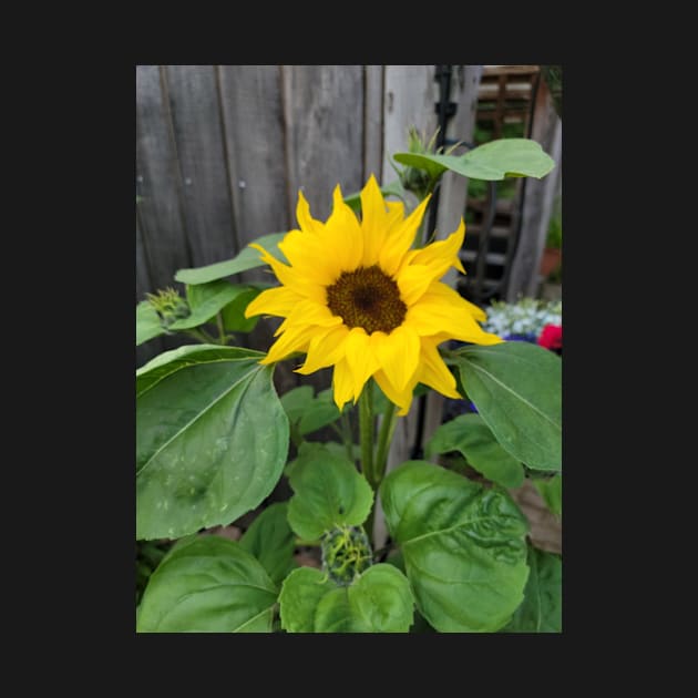 sunflowers posters, gift, for birthday happy birthday, beautiful flower by AnnaMartaFoley