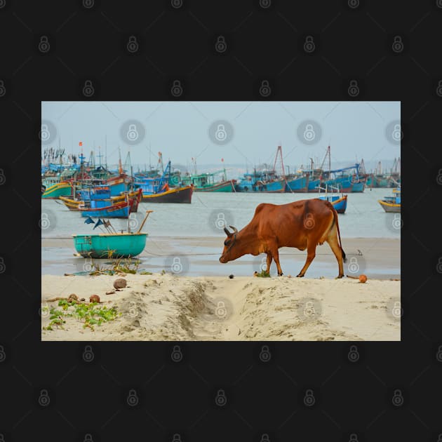 Cow on Mui Ne Beach by jojobob