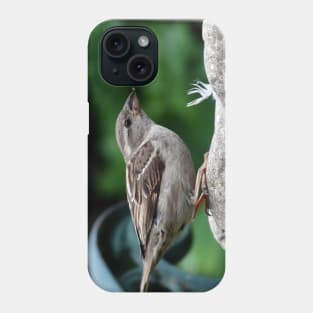 House Sparrow takes a drink. Phone Case