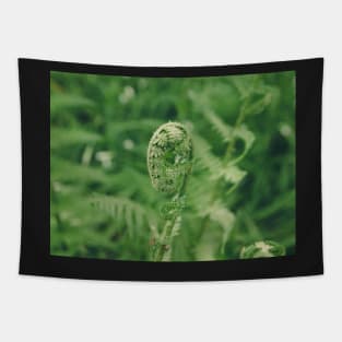 Fern Tapestry