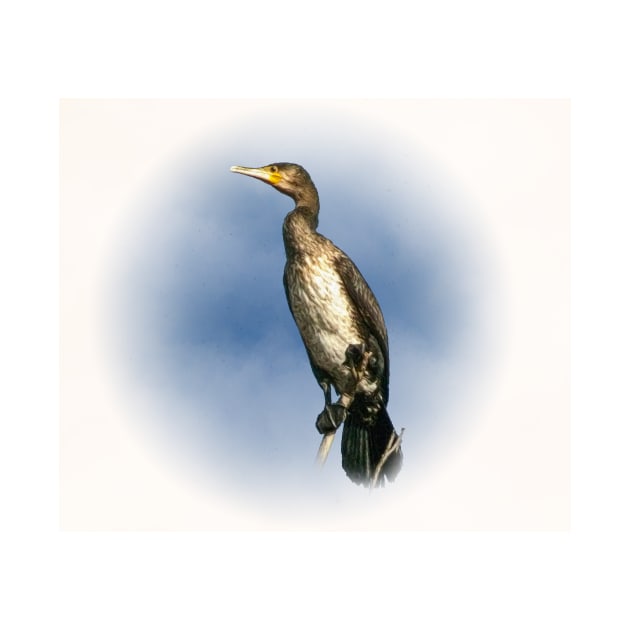 Cormorant by Guardi