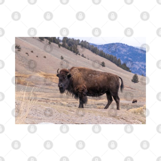 Bison Buffalo Adult Photograph by SafariByMarisa