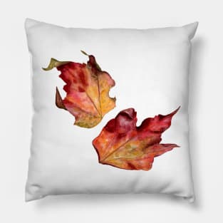 Leaves of Parthenocissus Pillow