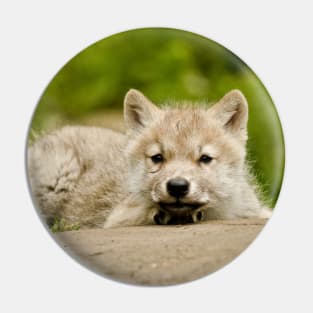 Arctic Wolf Pup Pin