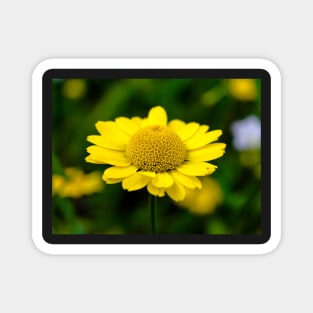 Yellow Anthemis on the dark background Magnet