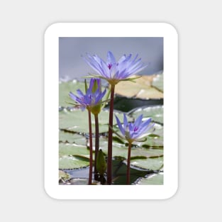 Electric Lilies Magnet