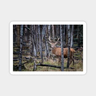 Red Deer Buck Magnet