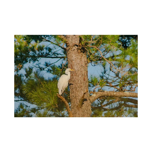 Great egret in North Carolina by KensLensDesigns