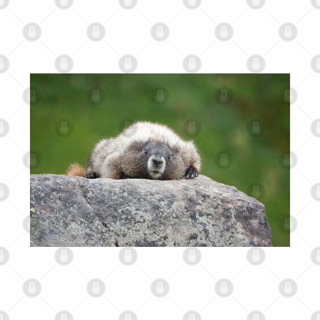 Marmot resting on a rock in Mount Rainier National Park by SDym Photography