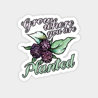 Black Raspberries Grow where you are planted Magnet