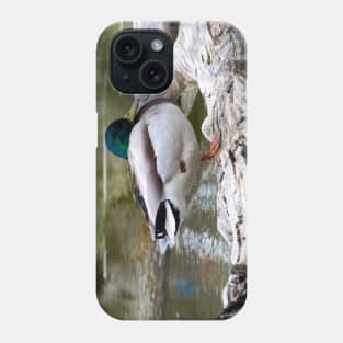 Mallard waking up Phone Case