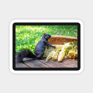 Squirrel is happy to find a basket of corn on the cob Magnet