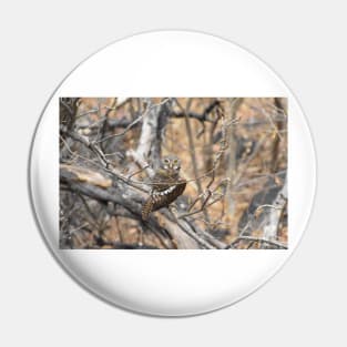 African Barred Owlet Pin