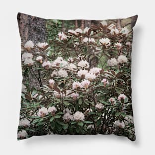 Blush pink rhododendron Pillow