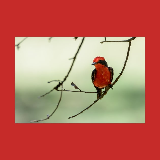 Little Red Beauty - Vermilion Flycatcher by Debra Martz