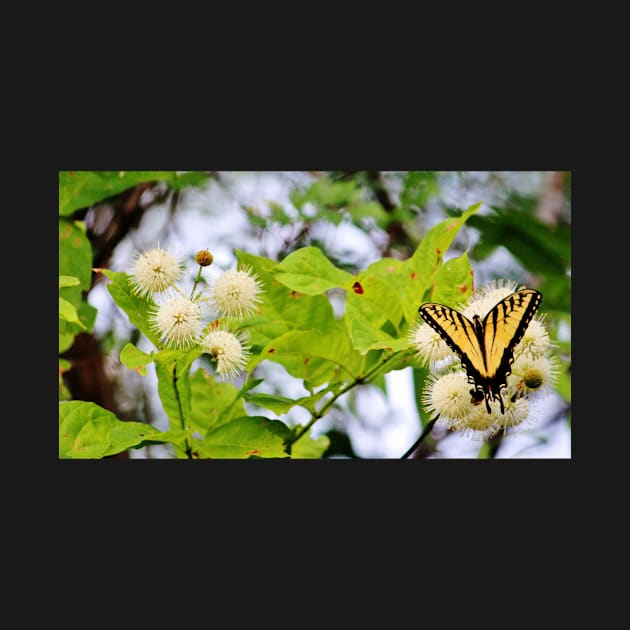 Butterfly On Buttonbush by Cynthia48