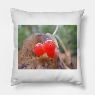 Western trumpet honeysuckle (Lonicera ciliosa) berries Pillow