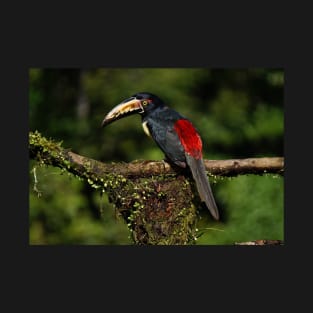 black and red toucan T-Shirt